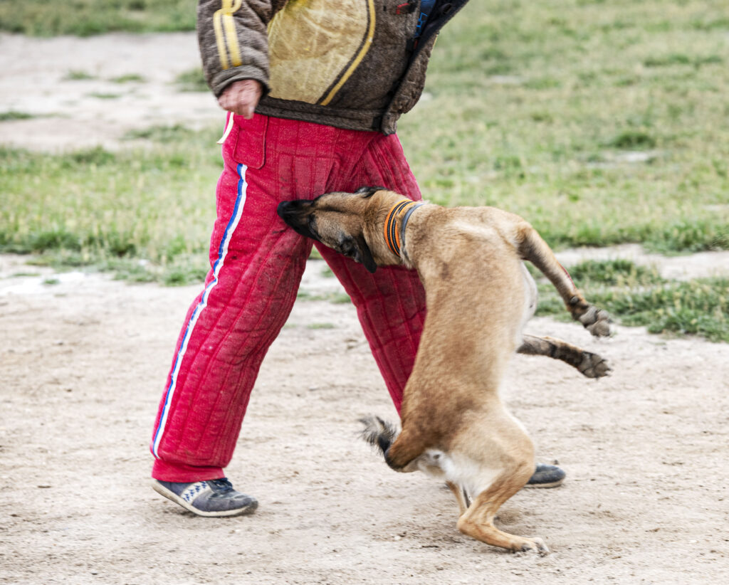 dog-biting